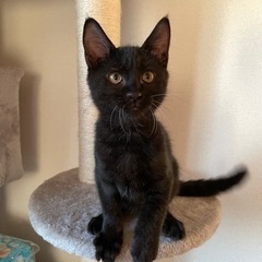 人懐っこい子猫12匹！里親さん急募です！！