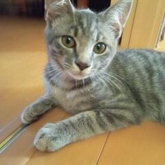 グレー？　サバトラ？　仔猫の里親さん　☆決定☆ - 都窪郡