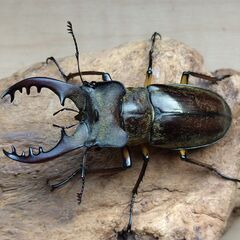 【天然】ミヤマクワガタ　4♂2♀　その5