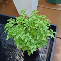 ブッシュバジルいかがですか？　