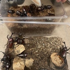【天然物成虫】カブトムシ(オス・メスの画像