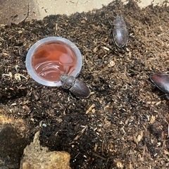 【天然物 成虫】ノコギリクワガタ(オス・メス)の画像