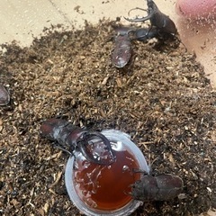 【天然物 成虫】ノコギリクワガタ(オス・メス)の画像