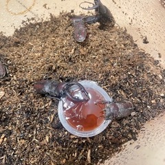 【天然物 成虫】ノコギリクワガタ(オス・メス)の画像