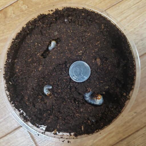 （商談中）イキヒラタホワイトアイの幼虫10頭（その1）