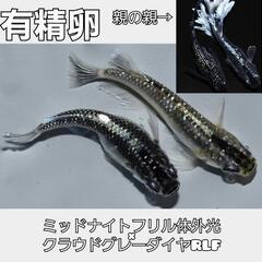 めだか／メダカ　いろいろ【７月３０日のみ】の画像