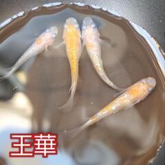 めだか／メダカ　いろいろ【７月３０日のみ】の画像