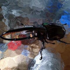 芦別市カナディアンワールド　カブトムシクワガタ昆虫館❗