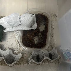 ヨーロッパイエコオロギ（イエコ）　SSサイズ　100匹　直接引き取り