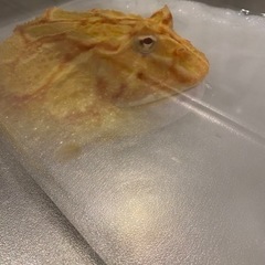 ベルツノガエルをお譲りします