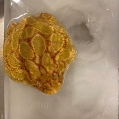 ベルツノガエルをお譲りしますの画像