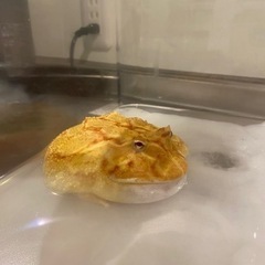 ベルツノガエルをお譲りしますの画像