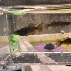 8月6日日曜日　なばやま茶屋ひかり　メダカ販売会の画像