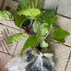 ツルムラサキ苗　3苗　無農薬