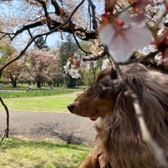 フェルト作品教えてくださる方募集🐶🐈