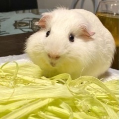 モルモットが飼い主を探す