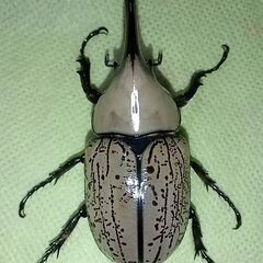【即ブリ／♂２頭】グラントシロカブト新成虫（１）