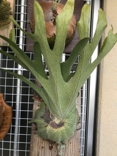 ☆グランデ 優良子株 親株参考★ 観葉植物