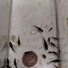 オロチメダカ　１００円　若魚クラス　　長岡京　久貝　ビオトープ　...
