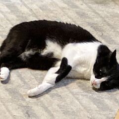 猫を探しています