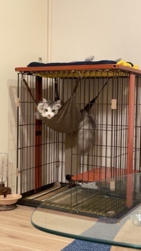 猫ケージ　ウッドワンサークルミニ
