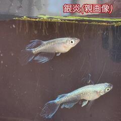めだか／メダカ　いろいろ【７月３０日のみ】の画像