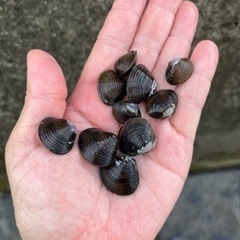淡水しじみ　水質改善　観賞用に