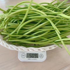 きんぴらや煮物に☆さつま芋の茎 500g 