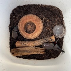 カブトムシ　クワガタ