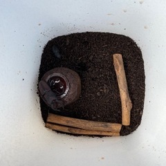 カブトムシ　クワガタの画像