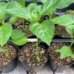 ピーマンの苗、品種→浜クロピー、固定種、農薬不使用の画像
