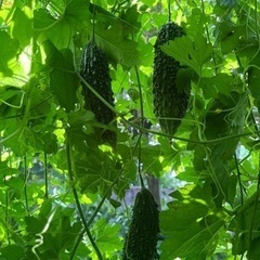 ゴーヤ好きな方どうですか？の画像