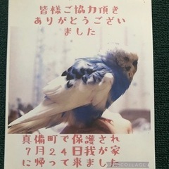 インコを探しています