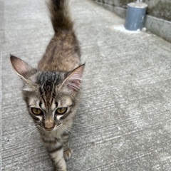 サバトラ人慣れ