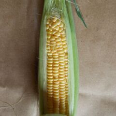 トウモロコシ　とうもろこし　ゴールドラッシュ　５本　完全無農薬 　