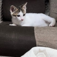 里親急募‼️とても可愛い白キジ　メス猫