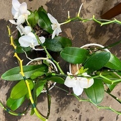 ①ミニ胡蝶蘭陶器鉢付き　3鉢