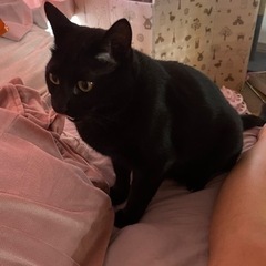 甘えん坊のオス猫です 1歳