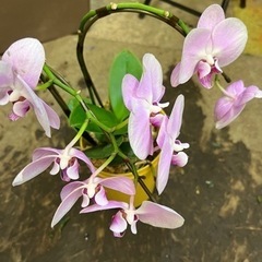 ②ミニ胡蝶蘭陶器鉢付き　ピンク　受付終了！