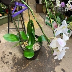 胡蝶蘭　3本立ち　受付終了！