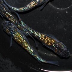 めだか屋チャティー　上物めだかのMIX卵　４０個+α　.7/31投稿分