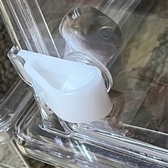 飼い主都合による引越し先での飼育困難により里親を募集します。 - 新居浜市