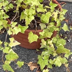 ①家中の鉢植え、植物持って行ってほしいです。の画像