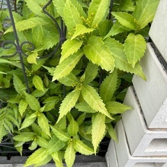 ①家中の鉢植え、植物持って行ってほしいです。の画像