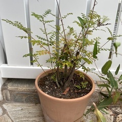 ①家中の鉢植え、植物持って行ってほしいです。の画像