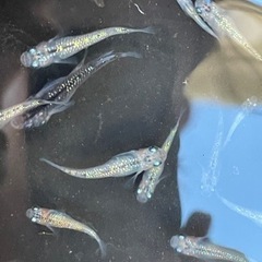 メダカ　蒼煌　お譲り先決定しましたの画像