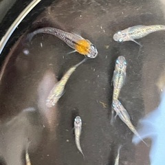 メダカ　蒼煌　お譲り先決定しましたの画像