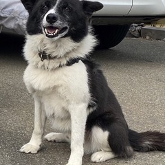 迷子犬探しています。見かけた方情報お願いします❗️