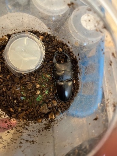 【 大切に飼育してね❗️ 国産 オオクワガタ 成虫 阿古谷産 累代CB 】