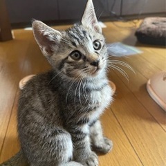 キジトラの男の子